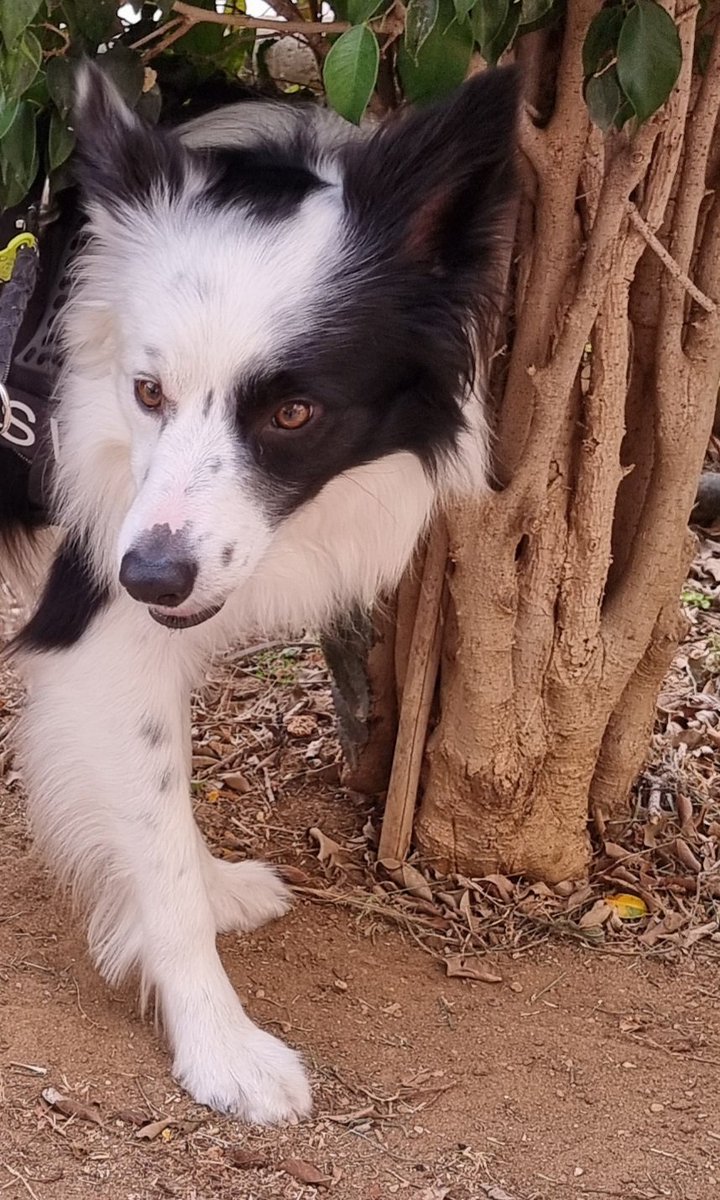 maria6tata's tweet photo. #bordercollieoftheday #bordercolliedog
#bordercolliesoftheworld
#bordercollie
#bordercolliesofinstagram
#bordercolliepuppy
#bordercollielovers
#bordercollieespaña
#bordercollieworld #bordercollies https://t.co/NvOt8sdqLD