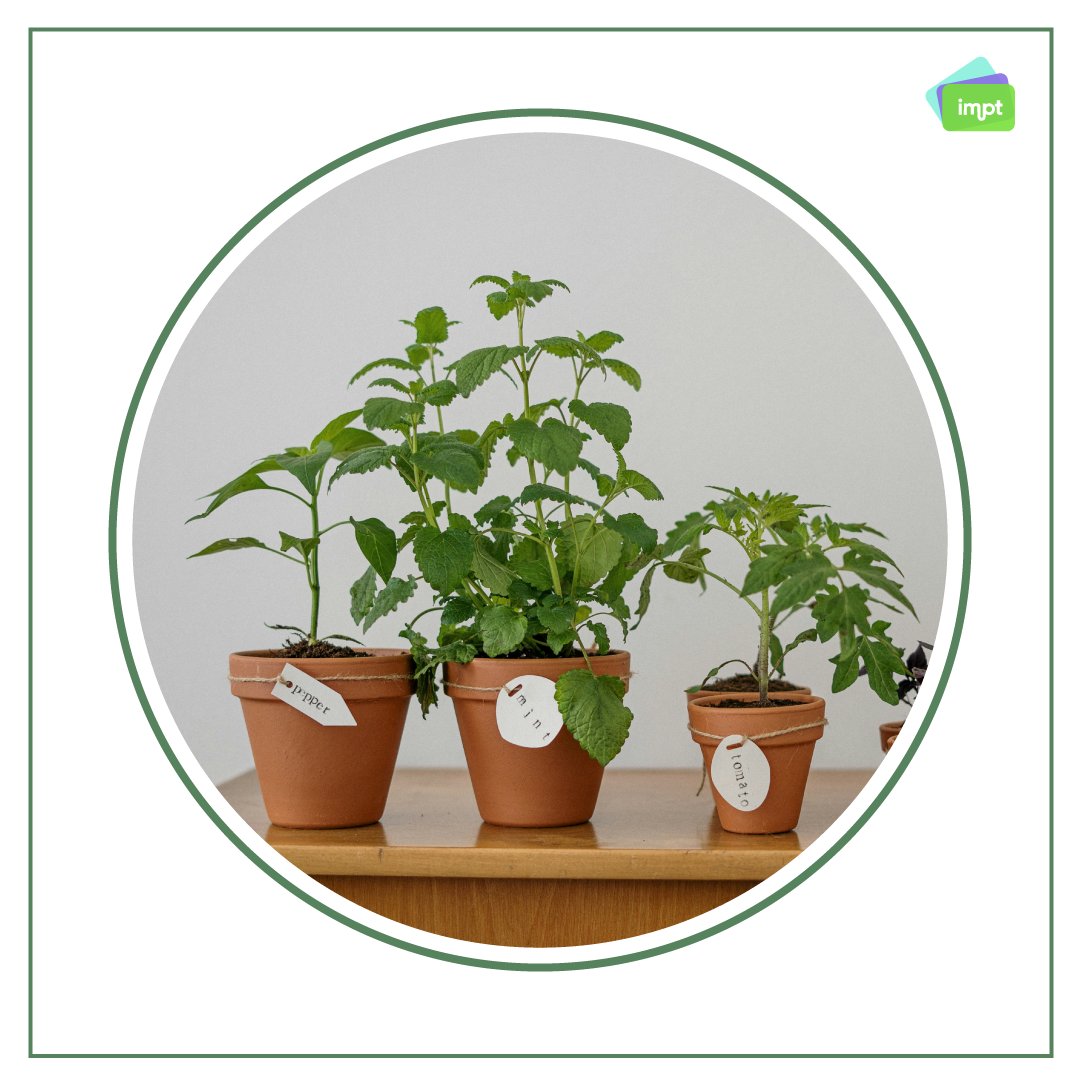 Did you know that forests are home to over 80% of the world's terrestrial biodiversity? By conserving and sustainably managing these vital ecosystems, we not only protect countless plant and animal species but also safeguard the health of our planet impt.io #IMPT