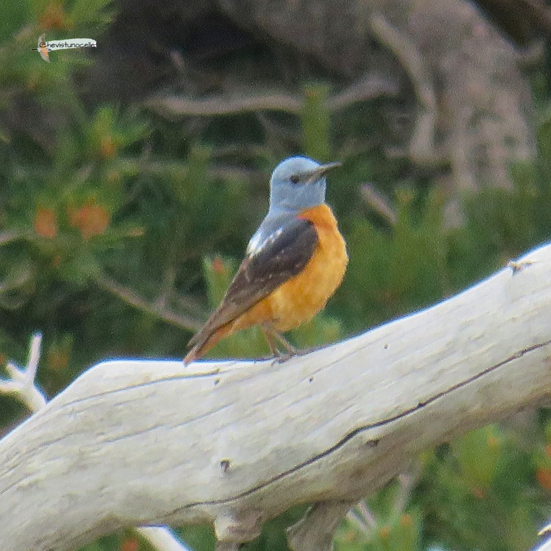 @hevistunocellet tweet media