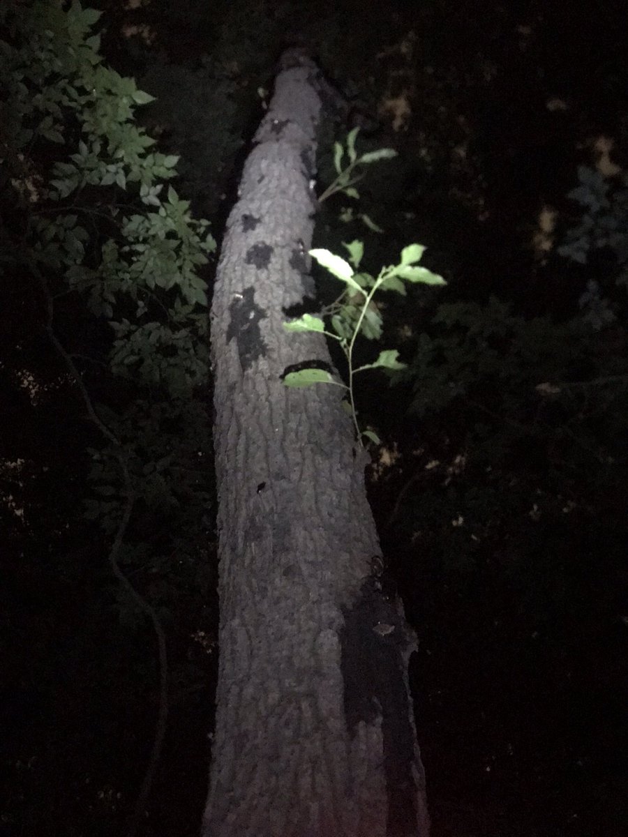 クッソ！いくら探しても虫取りショタいねーじゃん！