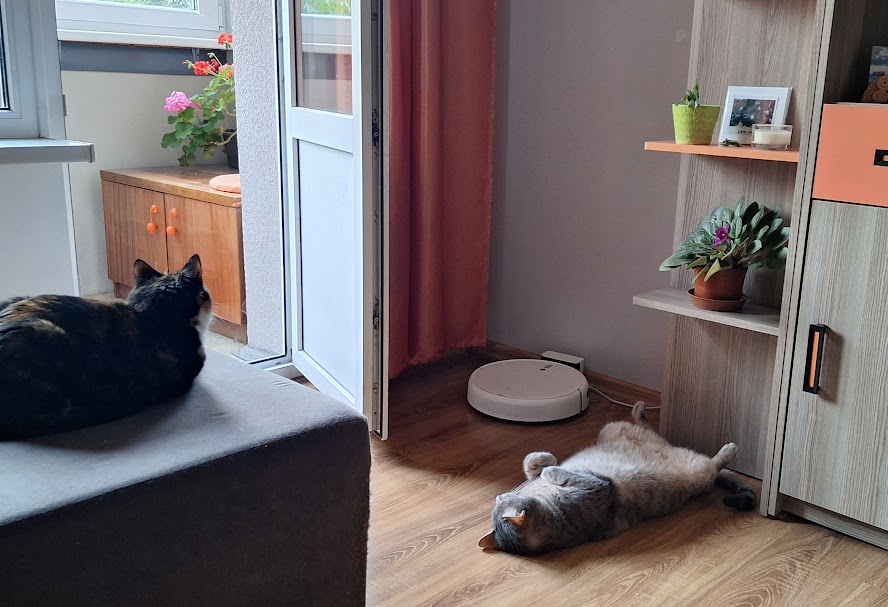 KarameleCat's tweet photo. Villijam un man šodien ballītēēē!
Es te dzīvoju jau trīs gadus, bet Villijs – piecus! Mums vienā dienā ģimenes svētki, esam vasaras atradeņi! https://t.co/HqHOOmkxNT