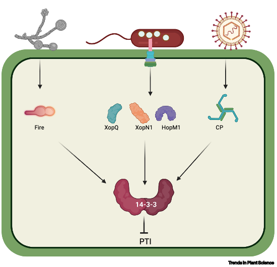 Arsheed Sheikh (@arsheedsheikh) on Twitter photo Happy to share our review describing the role of 14-3-3 proteins in plant immunity <a href="/TrendsPlantSci/">TrendsPlantSci</a>
<a href="/KaustResearch/">KAUST Research</a> <a href="/kaustcda/">KAUST Center for Desert Agriculture</a> <a href="/WarwickLifeSci/">Life Sciences</a>
sciencedirect.com/science/articl… Happy to share our review describing the role of 14-3-3 proteins in plant immunity <a href="/TrendsPlantSci/">TrendsPlantSci</a>
<a href="/KaustResearch/">KAUST Research</a> <a href="/kaustcda/">KAUST Center for Desert Agriculture</a> <a href="/WarwickLifeSci/">Life Sciences</a>
sciencedirect.com/science/articl…