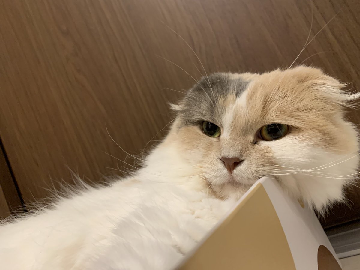 o7o5sweetie's tweet photo. 今日のおと様🐈
皆様、おやすみにゃ🌃
 #猫  #猫のいる暮らし  #猫好きさんと繋がりたい  #スコティッシュフォールド https://t.co/ivkW9lQm8A
