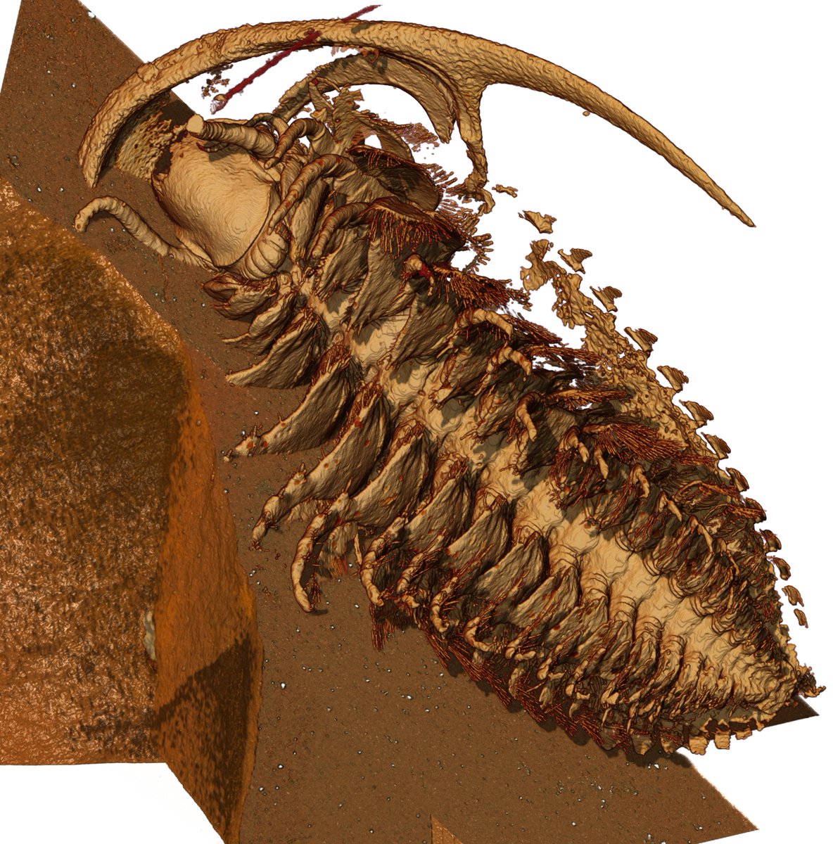 Aboutissement d'une  collaboration internationale. Des  cendres volcaniques offrent une fenêtre unique au monde sur des  organismes de 515 Millions d'années au Maroc. <a href="/ScienceMagazine/">Science Magazine</a> <a href="/virginie_laval/">Virginie LAVAL</a>  <a href="/NvelleAquitaine/">Nouvelle-Aquitaine</a> <a href="/SPVR_Poitiers/">SPVR - Poitiers</a> youtube.com/watch?v=Nkm-cs… science.org/doi/10.1126/sc…