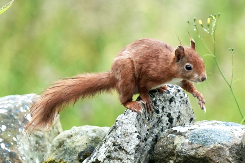 Loved seeing the red squirrels again during our latest  trip to Anglesey.