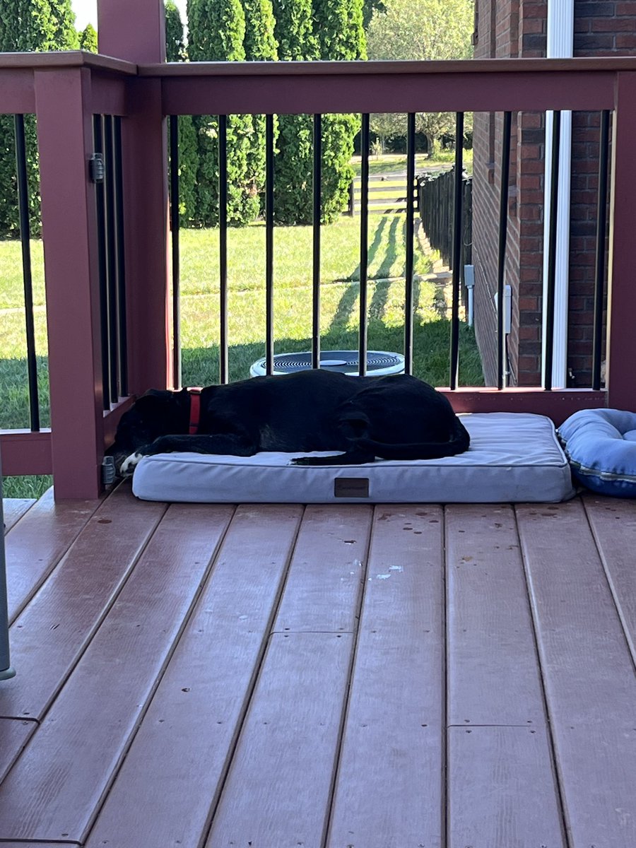 I’m not feeling too well. I’m old and things just don’t work as well as they used to. Mom &amp; Dad are trying to make me comfortable but everything just hurts. I’m good right here though🥲🐾