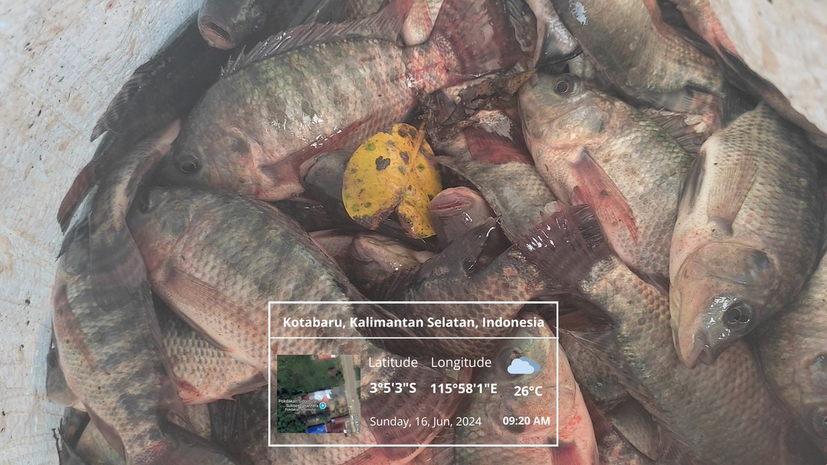 agusrogue's tweet photo. Minggu (16/06), Agus Tinus, Luhkan Kotabaru, di Desa Sido Mulyo, melaksanakan kegiatan panen nila ukuran 4-6 sebanyak 165 kg dengan harga 35.000. #GiatLuhkanSatminkalBWI #ktbaru #luhlapor@bppp_banyuwangi #panen@brsdm_kp
@kkpgoid https://t.co/IQyjb5ieWk