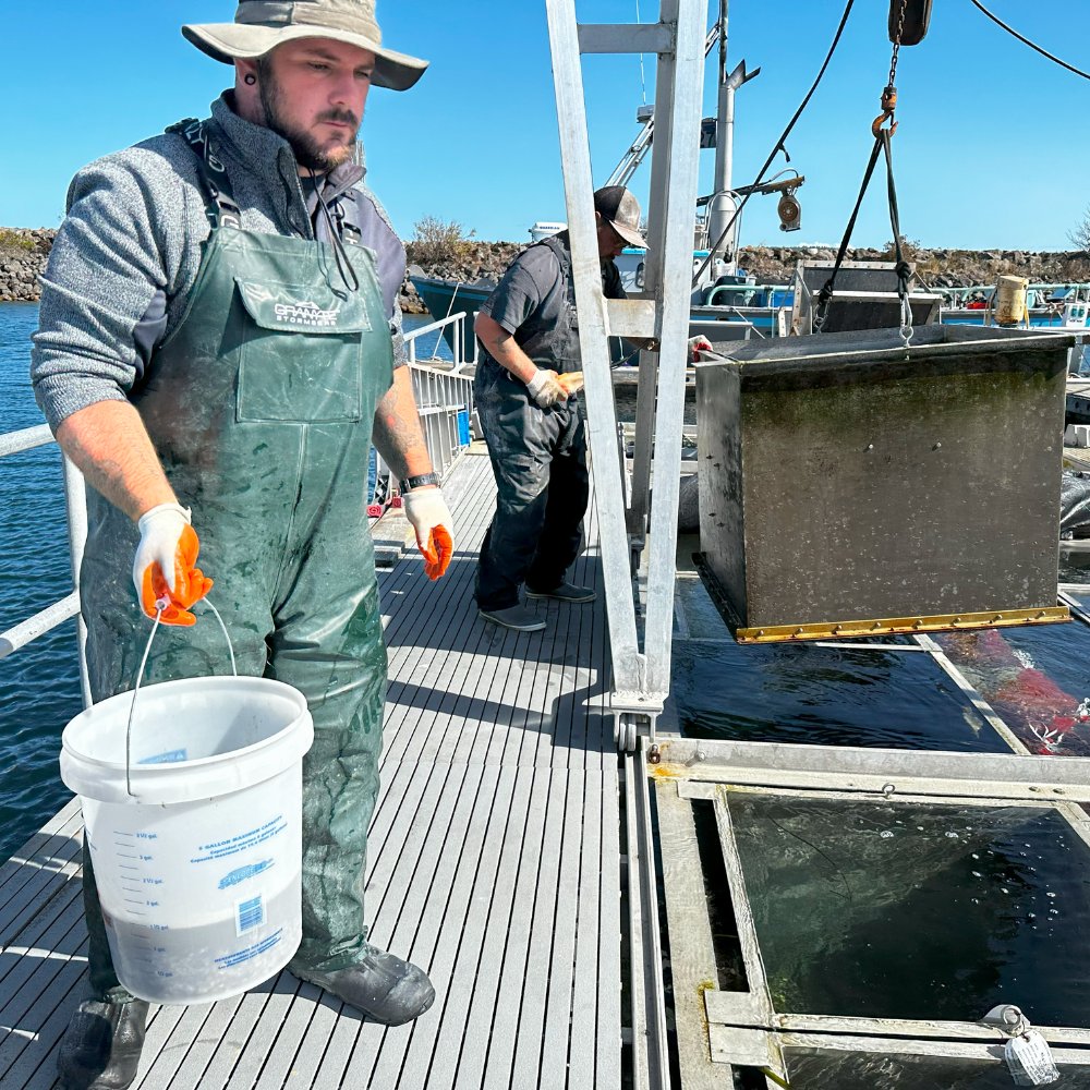 USAquaculture_'s tweet image. Registration is now open for the Pacific Coast Shellfish Growers Association's 78th Annual Shellfish Conference and Tradeshow! 

Follow the link to learn more and register now: 
ow.ly/sT2250SsQHU

#usaquaculture #shellfishaquaculture #ShellfishFarming