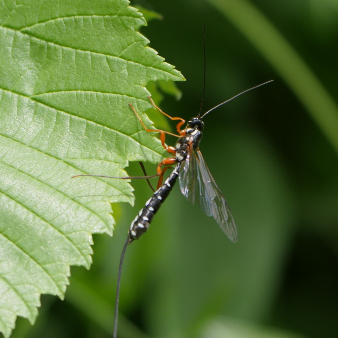 Heal Somerset tweet media