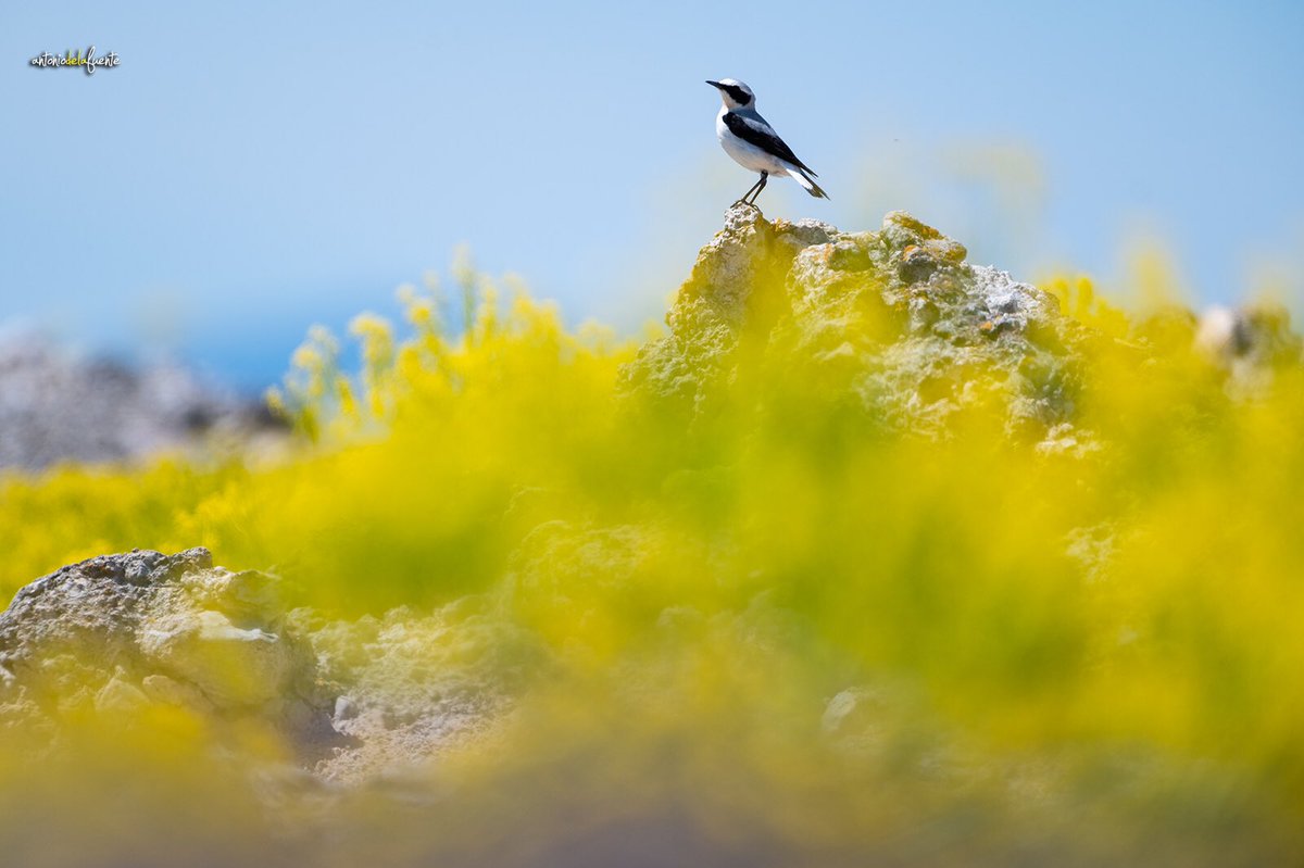 He dedicado varias semanas a observar y hacer algunas fotos a las collalbas grises, un pajarito que mide 14 cm, vive en espacios abiertos, tiene querencia por estar en el suelo y le gusta posarse sobre  pequeños montículos de tierra o piedra.
Abro 🧵