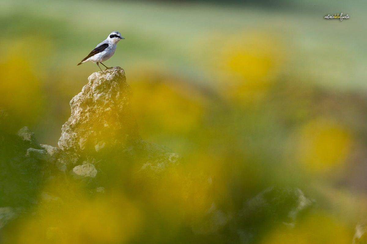 Tras detectarlos, lleva un tiempo encontrar el lugar adecuado y preparar el camuflaje para pasar inadvertido.
Hay que acercarse mucho y agacharse más (las cervicales sufren).