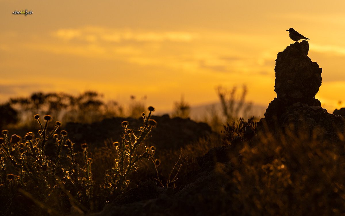 Si es posible, me gusta cambiar encuadres y aprovechar otras luces, vario las horas de observación y desplazo el escondite para crear nuevos escenarios.