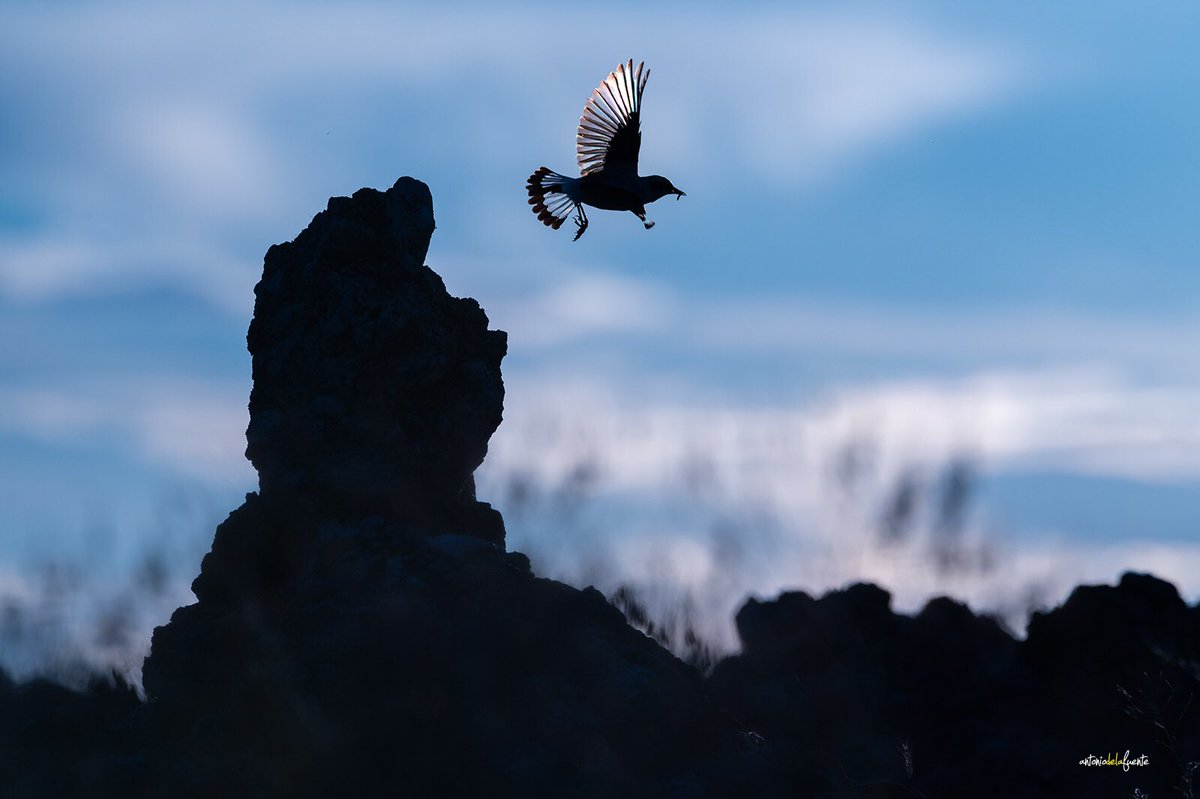Los propósitos que no se cumplen estimulan para seguir intentándolo.

En la imagen….un poquito más cerca del deseo.