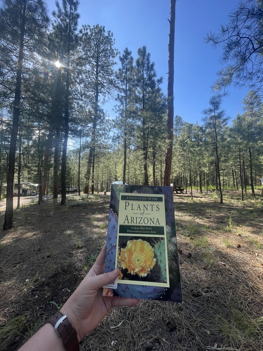 Laying in my hammock in a ponderosa forest eating cheetos flipping through a native plant guide I thrifted earlier today. I think I’ve been cured
