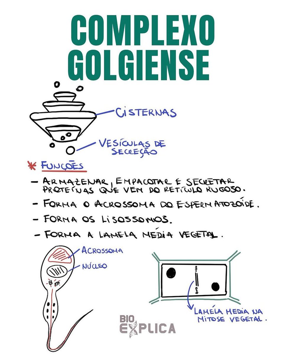 3 organelas que mais caem no Enem