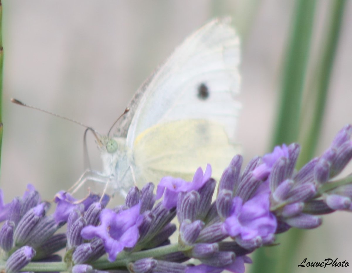 Lalouve86Photo's tweet photo. Petit papillon sur brin de lavande.
#butterfly #lavande #photograghy #naturephoto https://t.co/MwMlr5oN0m