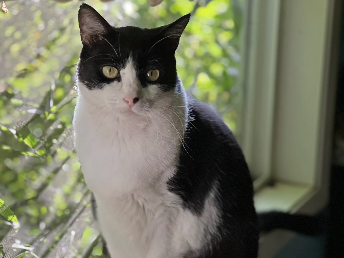 Robotvirgin's tweet photo. Katniss!
.
.
.
.
.
.
#cats #catpower #catpaws #catlove #kitty #kittycatlove #rescuecats #animals #animallovers #beautifulcat #beautifulanimals #cutecats #funnycat #felines #animalsofig #catlover #catsofvegans #animalrescue #cuteanimals #cutepets #beautifulpets https://t.co/bk5G8FHuqR