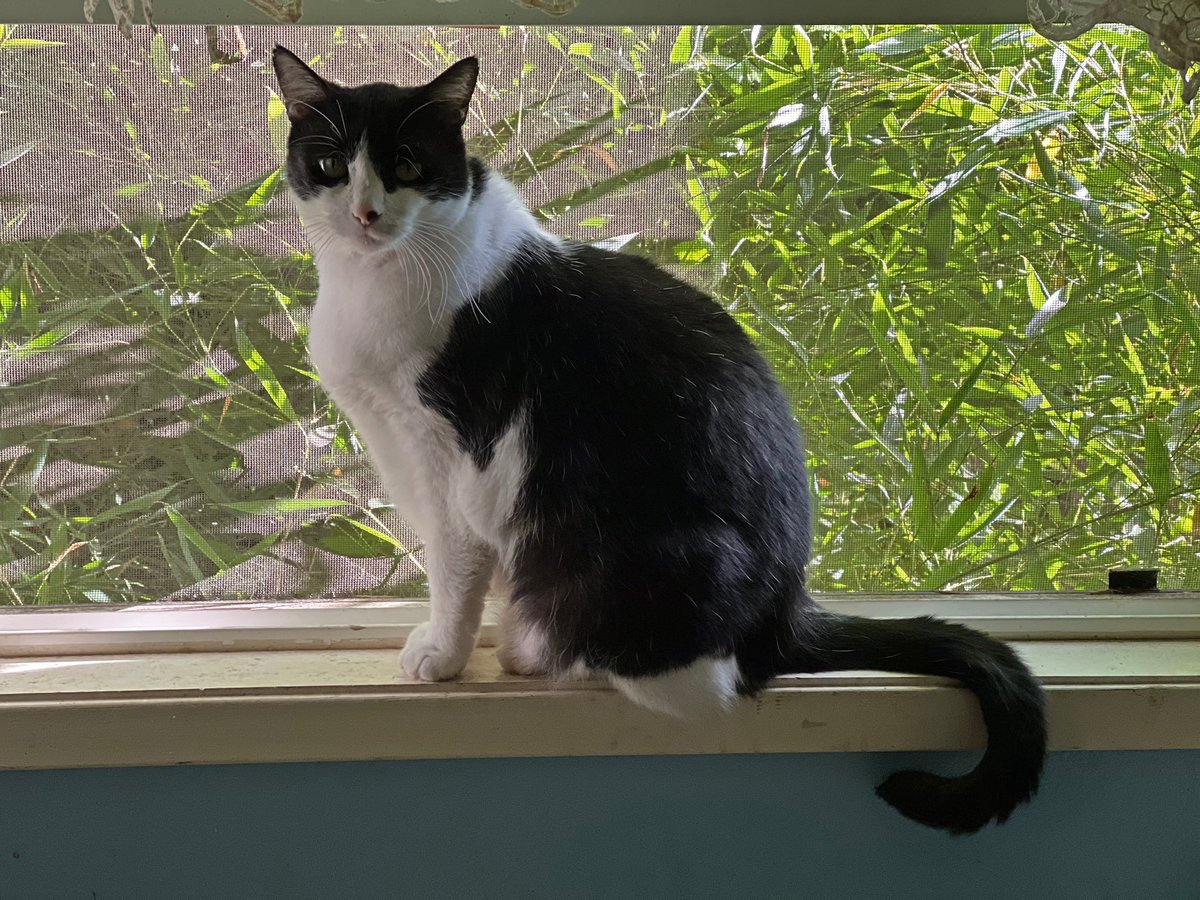 Robotvirgin's tweet photo. Katniss!
.
.
.
.
.
.
#cats #catpower #catpaws #catlove #kitty #kittycatlove #rescuecats #animals #animallovers #beautifulcat #beautifulanimals #cutecats #funnycat #felines #animalsofig #catlover #catsofvegans #animalrescue #cuteanimals #cutepets #beautifulpets https://t.co/bk5G8FHuqR