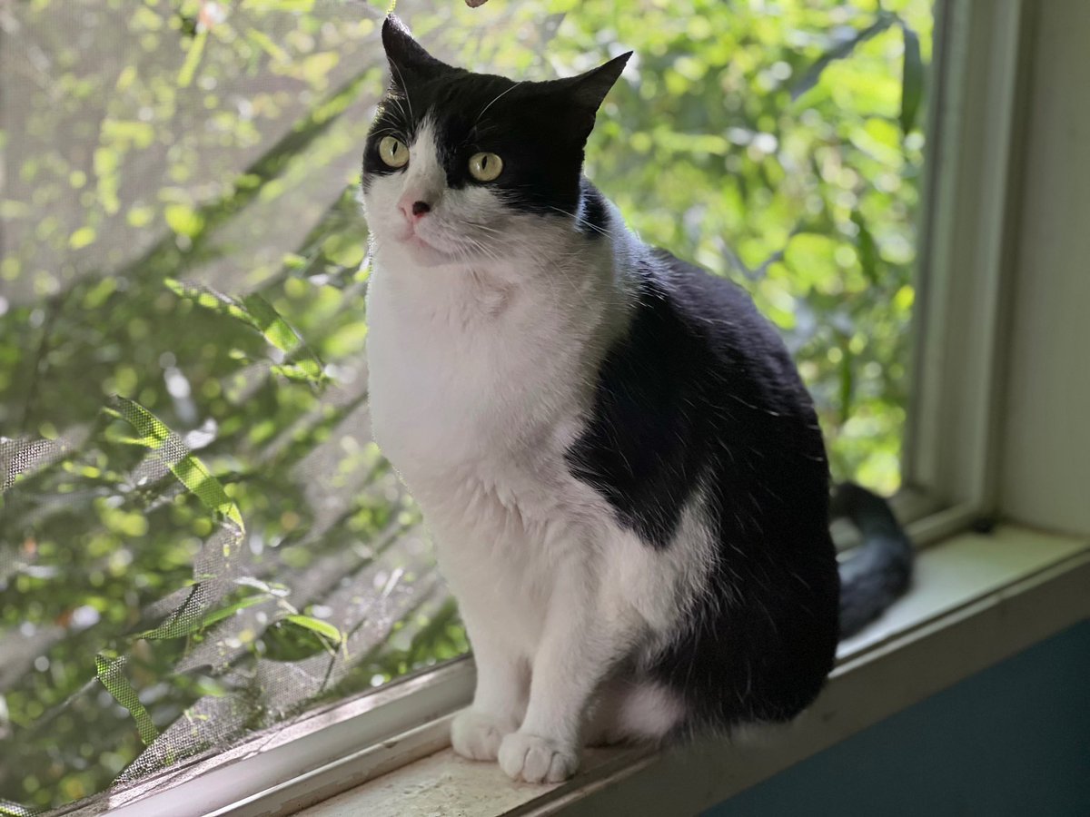Robotvirgin's tweet photo. Katniss!
.
.
.
.
.
.
#cats #catpower #catpaws #catlove #kitty #kittycatlove #rescuecats #animals #animallovers #beautifulcat #beautifulanimals #cutecats #funnycat #felines #animalsofig #catlover #catsofvegans #animalrescue #cuteanimals #cutepets #beautifulpets https://t.co/bk5G8FHuqR