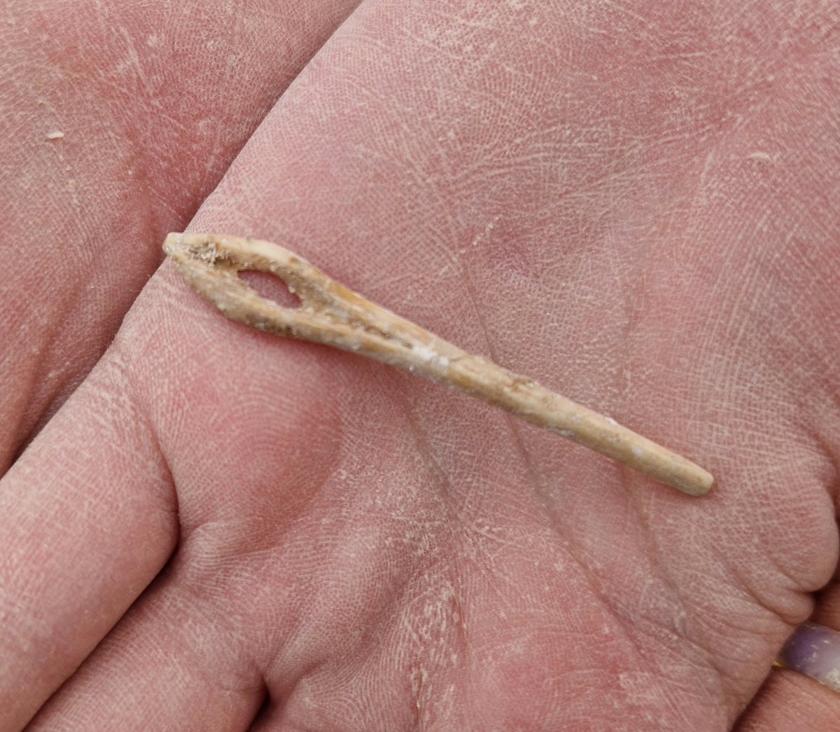Durotrigesdig's tweet photo. Katrina's found a tiny carved bone needle in the lower fill of an Iron Age pit

The simplest but most exquisite of finds, buried for over two millennia 

#Durotriges24 https://t.co/vdxBqMl2de