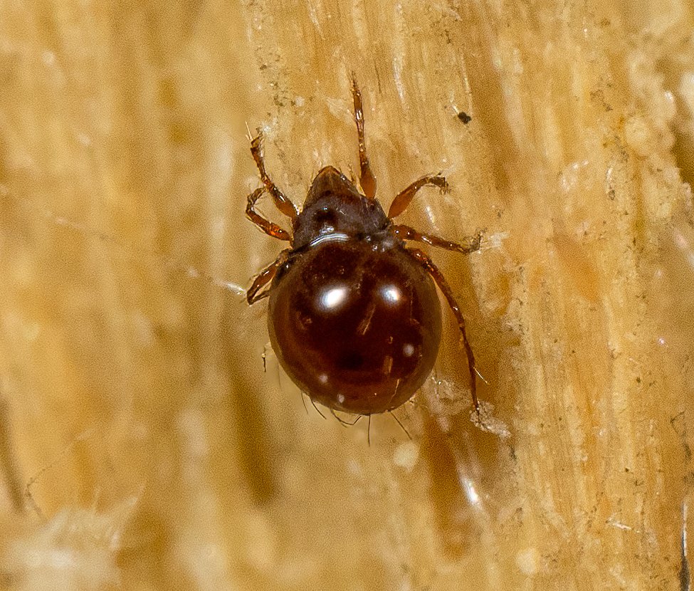 MarylandBiodiversity tweet media