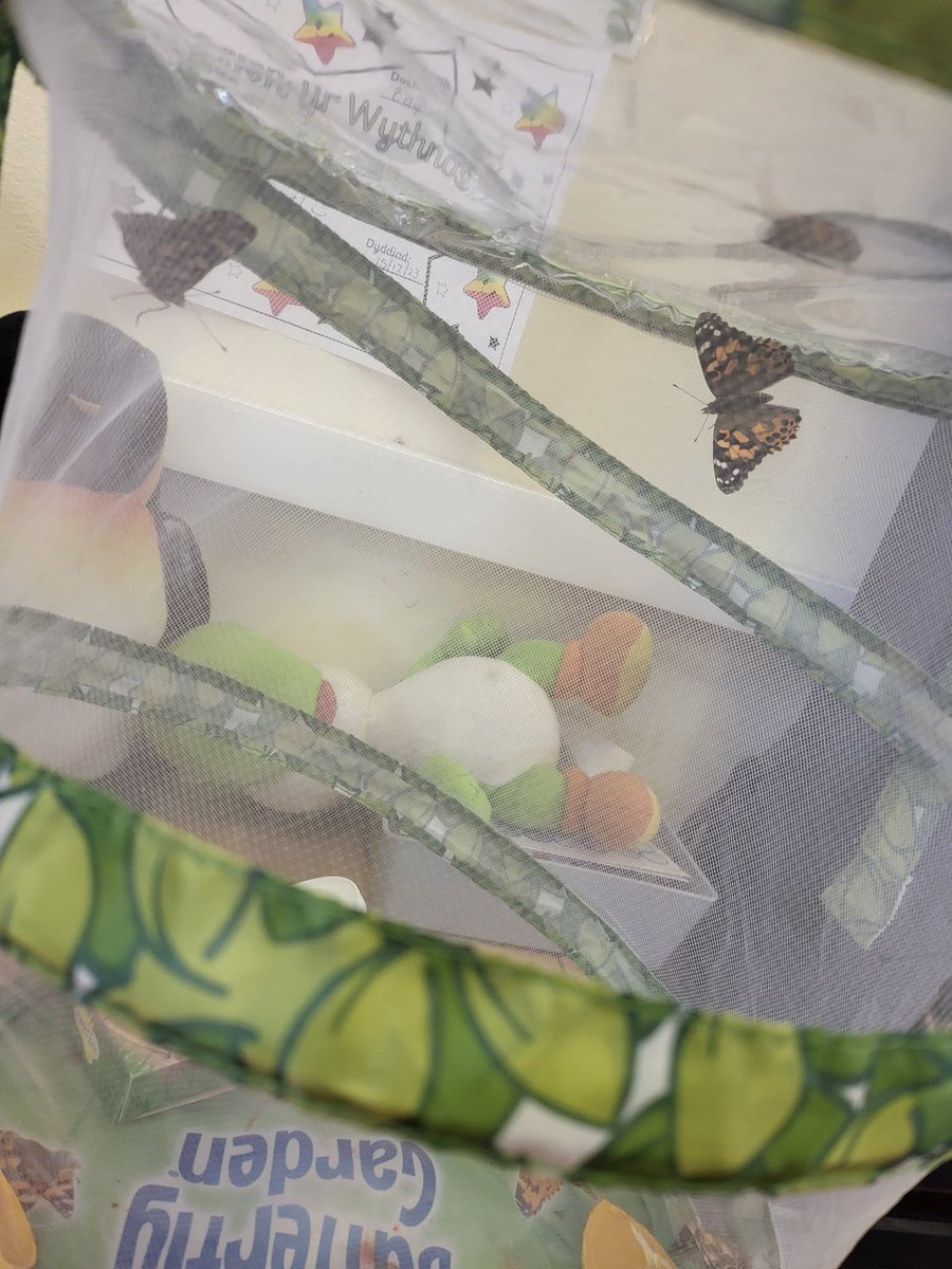 We said goodbye to our butterflies today and released them into the forest school garden 🦋 It has been amazing watching the life cycle of a caterpillar turn into a beautiful butterfly 🐛 🦋 
<a href="/SychdynSchool/">Ysgol Sychdyn</a>