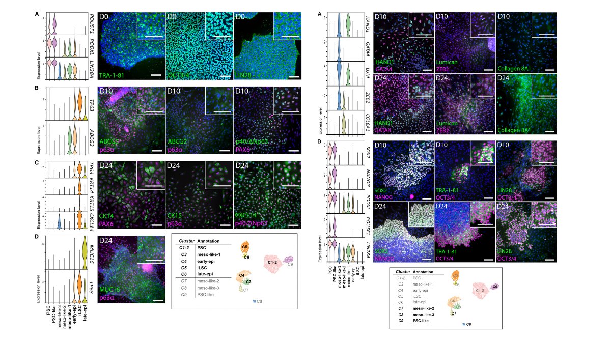 StemCellReports (@stemcellreports) on Twitter photo New #scRNA-seq research: Deciphering the heterogeneity of differentiating hPSC-derived corneal limbal stem cells through single-cell RNA sequencing #cornea #limbalstemcells #cellsorting ow.ly/K3xB50SrNH3
<a href="/Radboud_Uni/">Radboud University</a> @TampereUniMET <a href="/ISSCR/">ISSCR</a> <a href="/CellPressNews/">Cell Press</a> @MartinPeraJAX New #scRNA-seq research: Deciphering the heterogeneity of differentiating hPSC-derived corneal limbal stem cells through single-cell RNA sequencing #cornea #limbalstemcells #cellsorting ow.ly/K3xB50SrNH3
<a href="/Radboud_Uni/">Radboud University</a> @TampereUniMET <a href="/ISSCR/">ISSCR</a> <a href="/CellPressNews/">Cell Press</a> @MartinPeraJAX