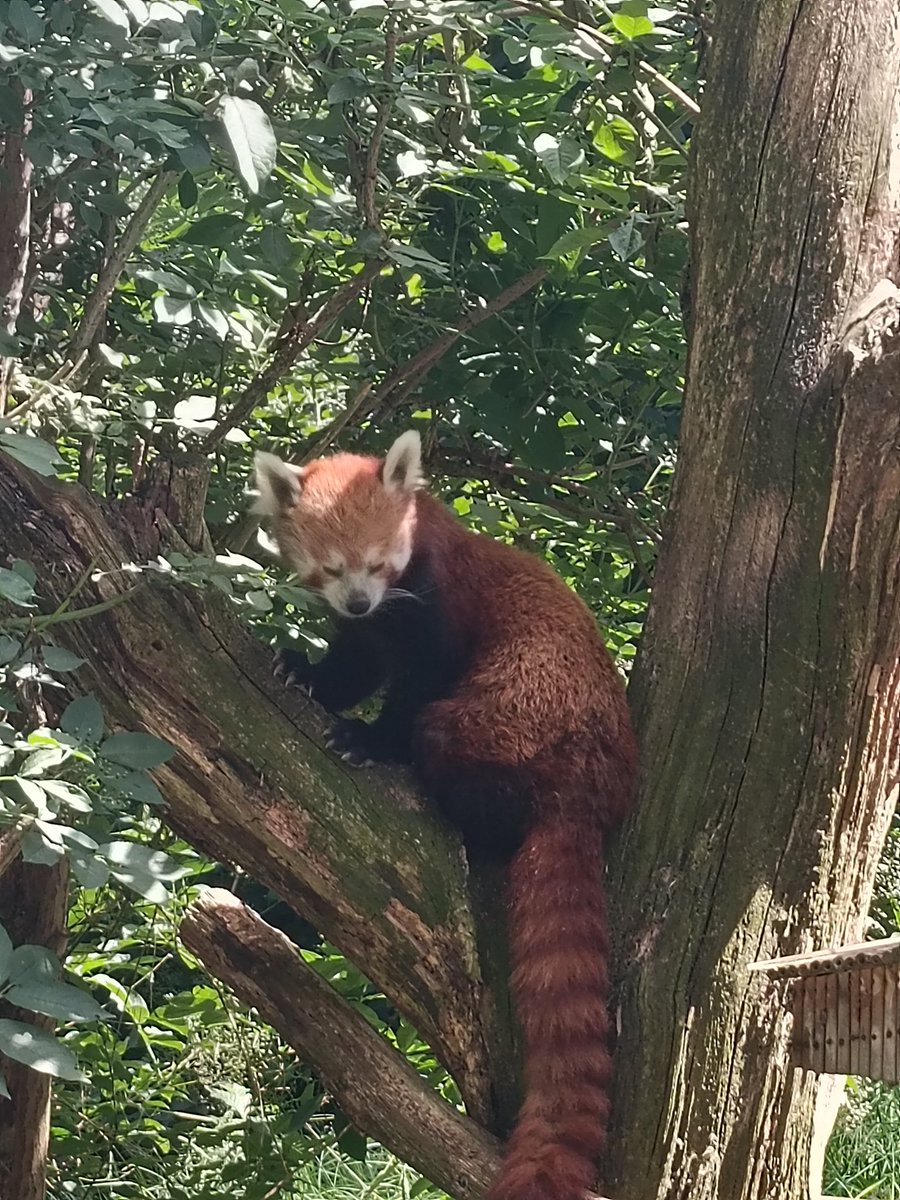 ✨NovaNate ✨ tweet media