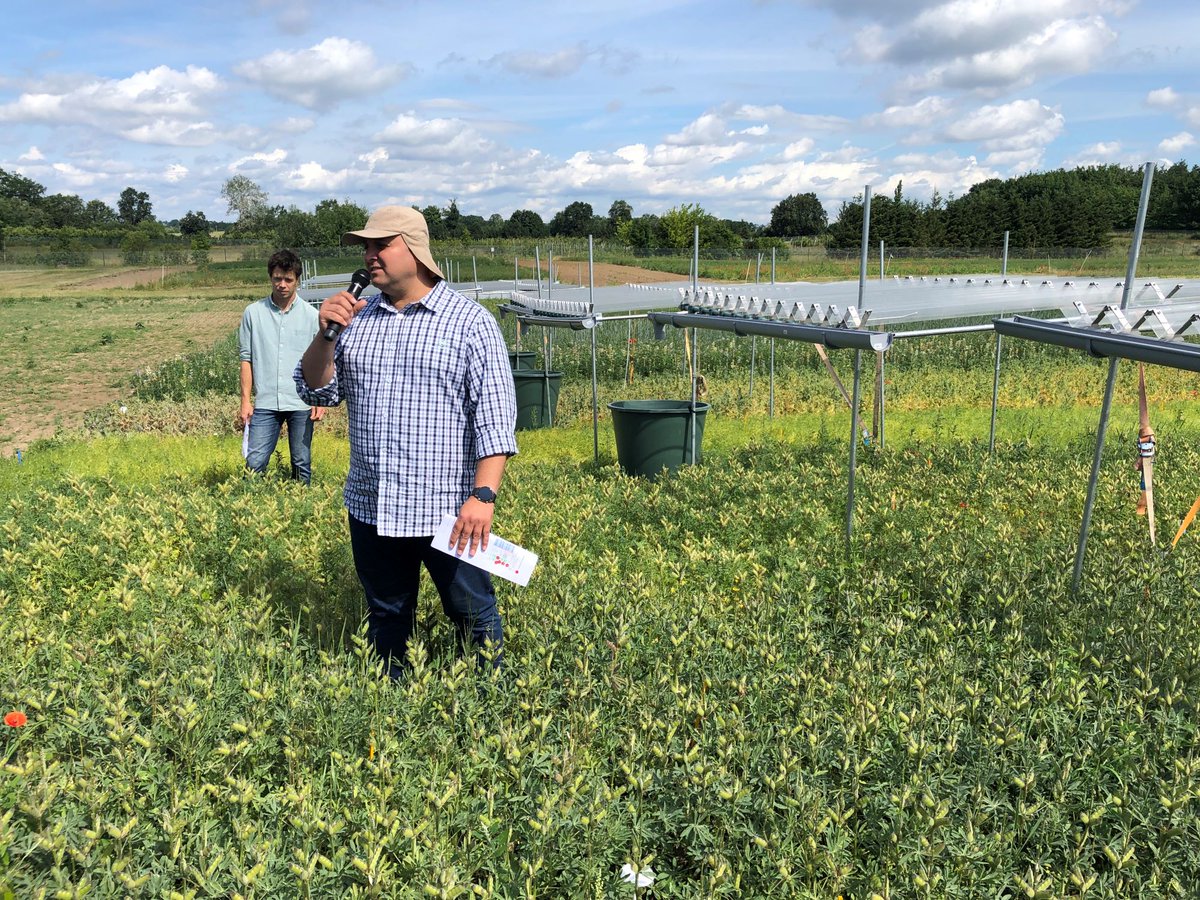 zalf_leibniz's tweet photo. 🌱📅 Insights into the research and cultivation of lupins, chick peas and dry beans: That was the field day on grain legumes on 18 June 2024 in Müncheberg! 🌾 Read more: https://t.co/6I8VKl0Oxv #Agrar #Legumes #patchCrop #sustainability #legunet https://t.co/mp2uWLGMCI
