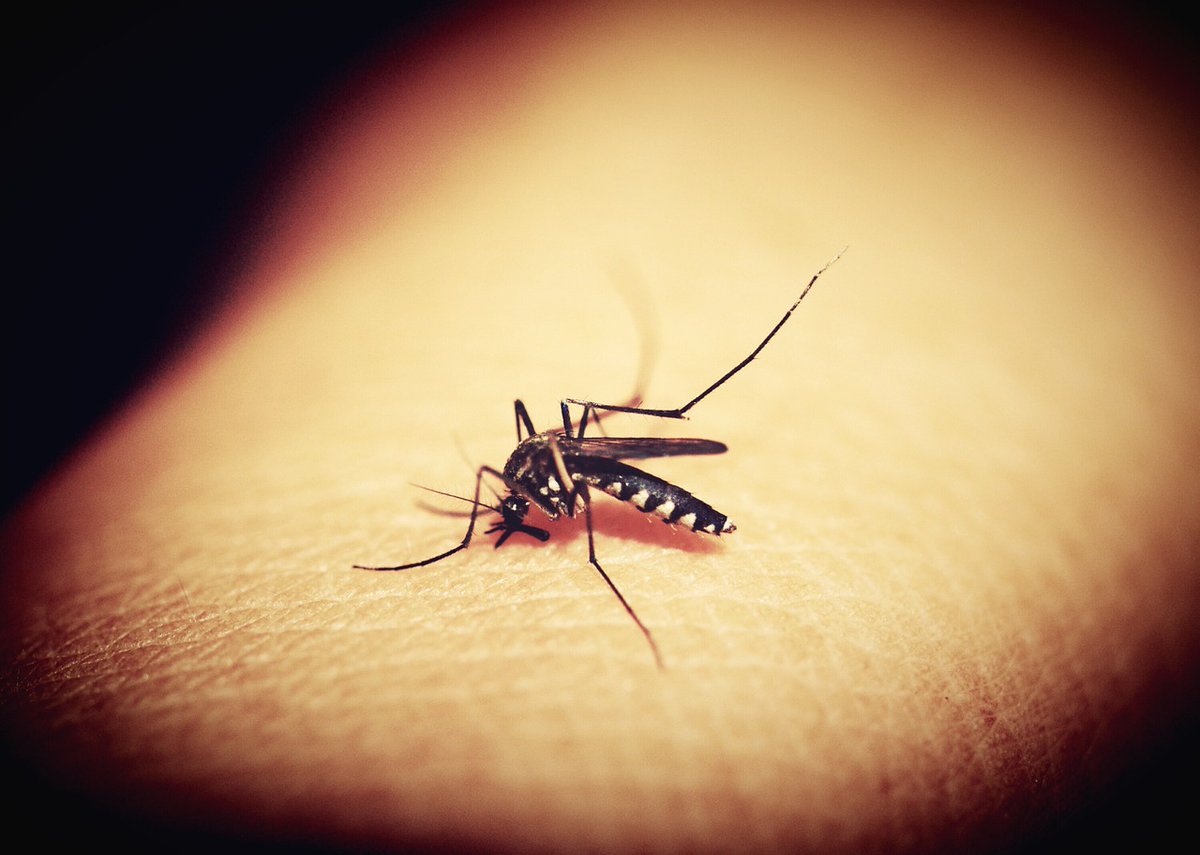 hospitaldelmar's tweet photo. Puc fer alguna cosa per evitar picades d'#insectes 🦟?

Els experts del Servei de #Dermatologia tenen la resposta 

https://t.co/Jf2pT3XSfQ #estiu #mosquit #mosquittigre https://t.co/o4XEPPrd3P