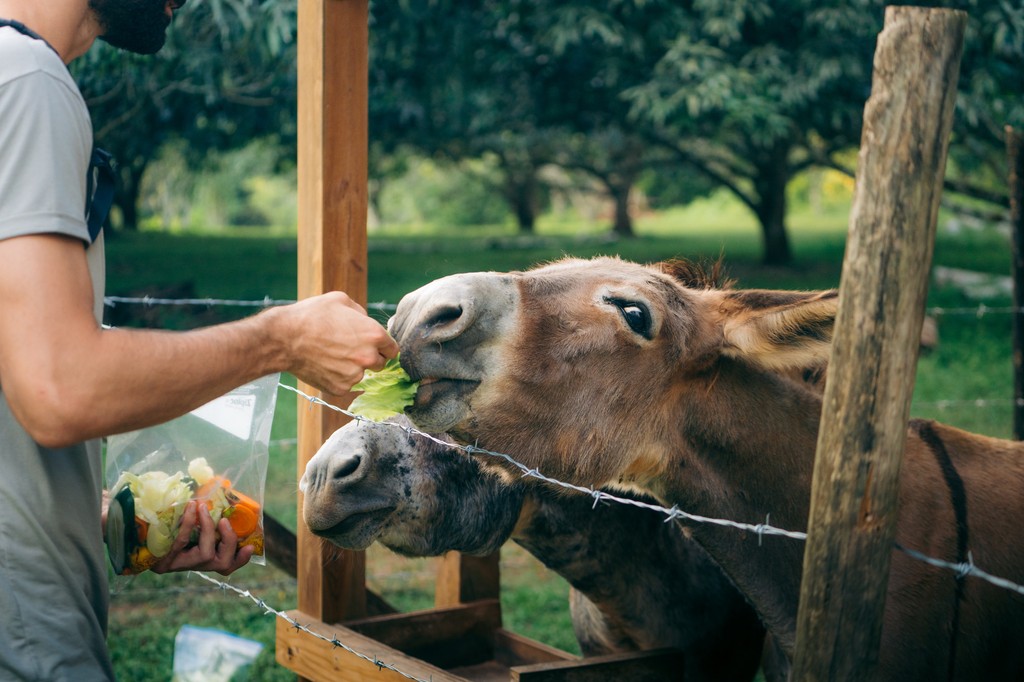 TableRockBelize's tweet photo. Our guests aren't the only ones being well fed at Table Rock 🥑. Our donkeys gets just as spoiled. Ask at the dining room for fresh treats to take out to the farm, and you too can enjoy the warm fuzzies you get when our hoofed friends eat right from your hand! 🍉🫏 
#DonkeysRule https://t.co/zX5Ik1qQAT