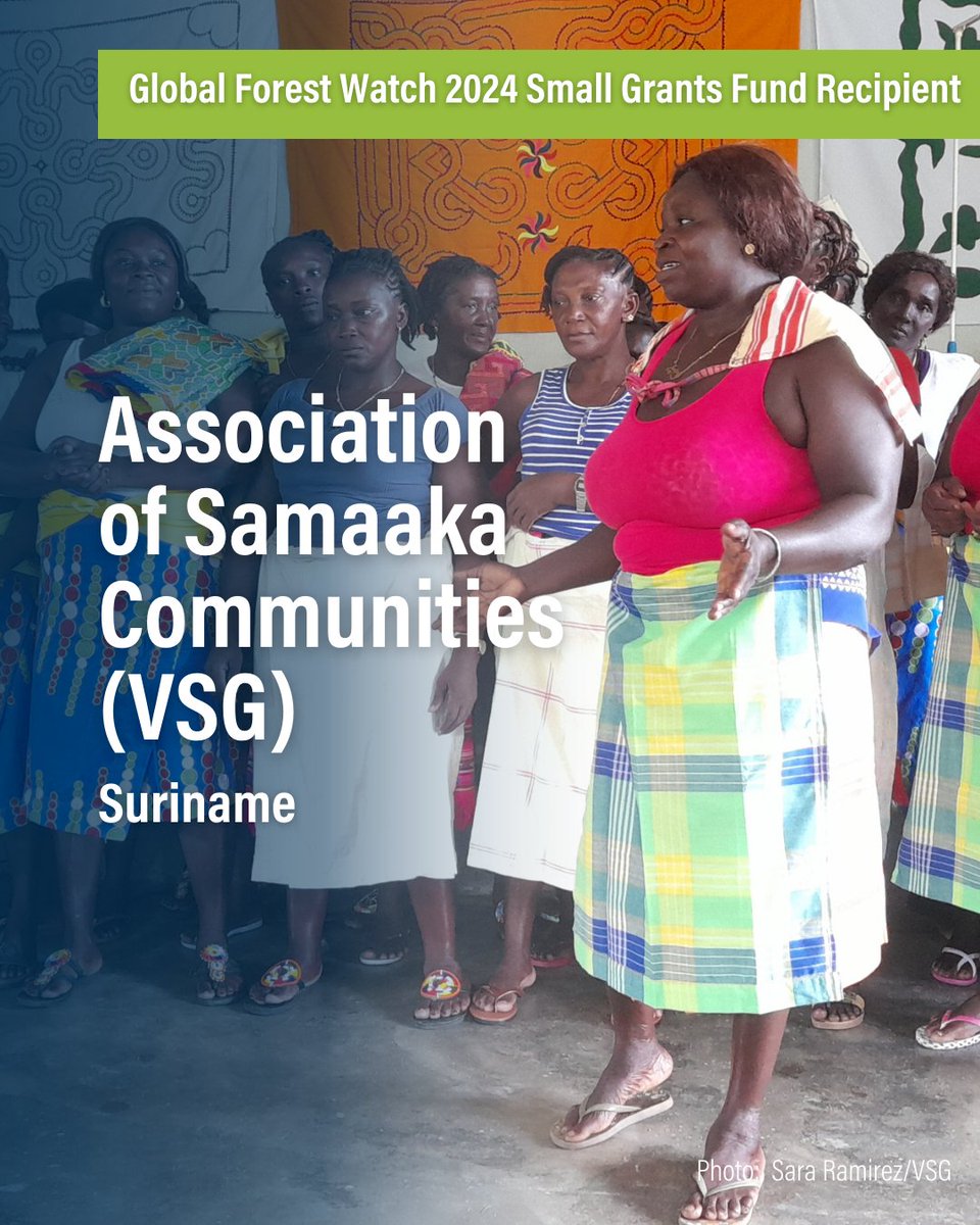 These 2024 #SmallGrantsFund recipients are harnessing the power of community! 💪🌳 By training their communities on GFW tools, they are enhancing local forest monitoring and surveillance capacity. 

Read more about their projects ➡️ gfw.global/3KQ9smx