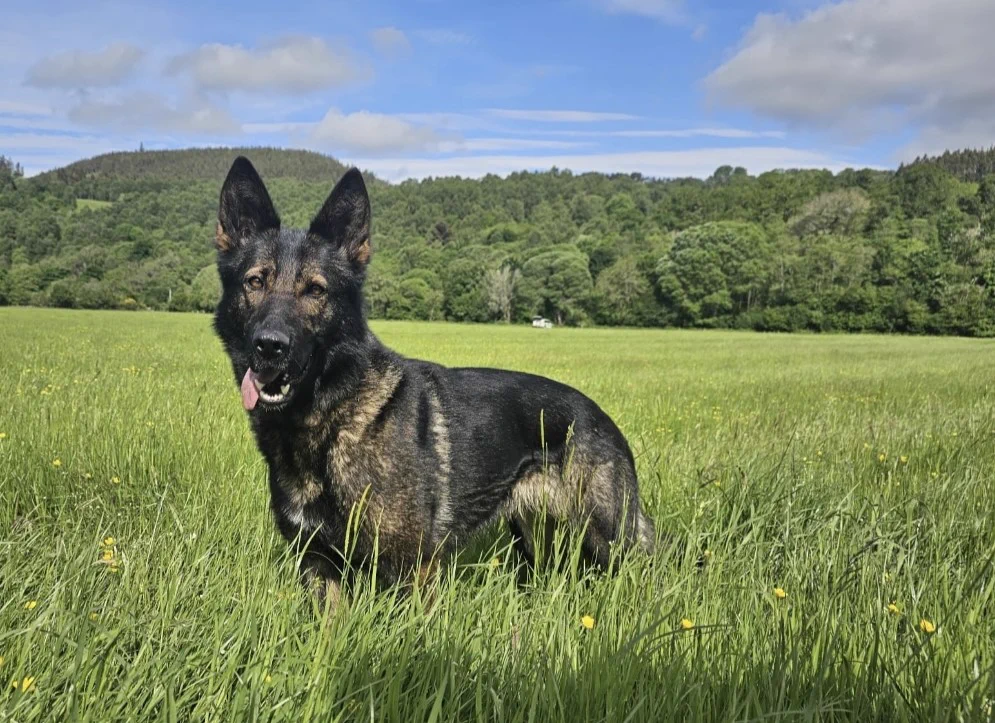 image of black and tan German Shepherd dog