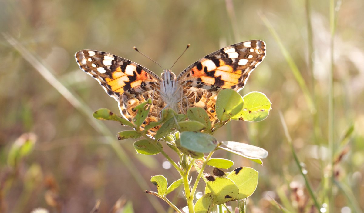 La proesa de la "Vanessa cardui", la papallona que pot creuar l'Atlàntic d'una tirada ccma.cat/324/la-proesa-…