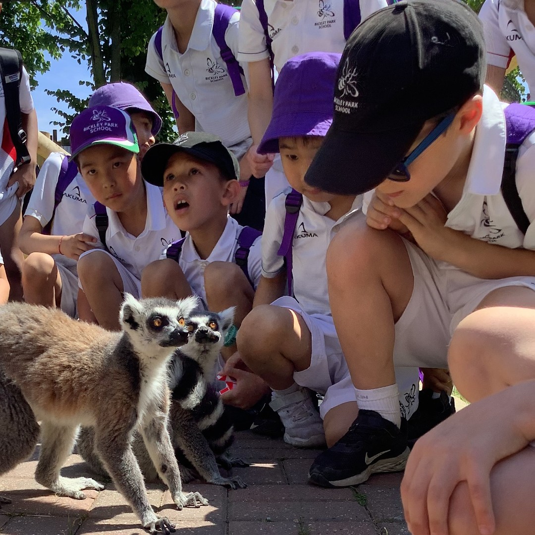 BickleyParkSch's tweet photo. #BPSYr2 had a fantastic day at Wingham Safari Park at the end of last week, a highlight of  which was a keepers talk about the tigers.  #BPSacademic https://t.co/5z1sw1qfnh