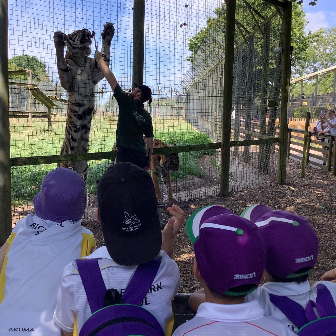 BickleyParkSch's tweet photo. #BPSYr2 had a fantastic day at Wingham Safari Park at the end of last week, a highlight of  which was a keepers talk about the tigers.  #BPSacademic https://t.co/5z1sw1qfnh