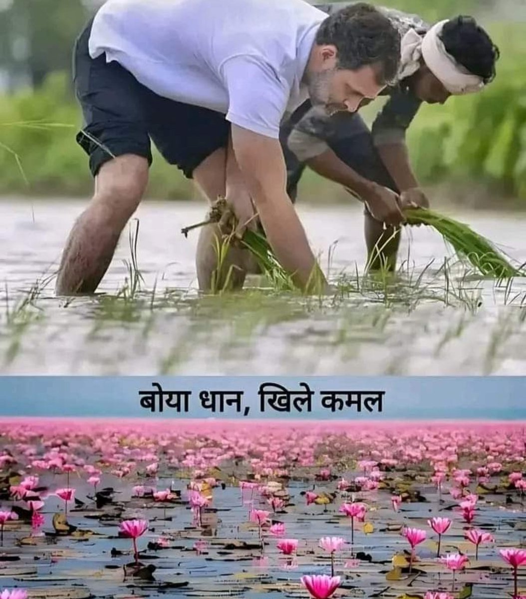satyendra_mp's tweet photo. बोया धान खिले कमल 😀😀#पप्पू_चिट_फंड https://t.co/ILz05dZLTB