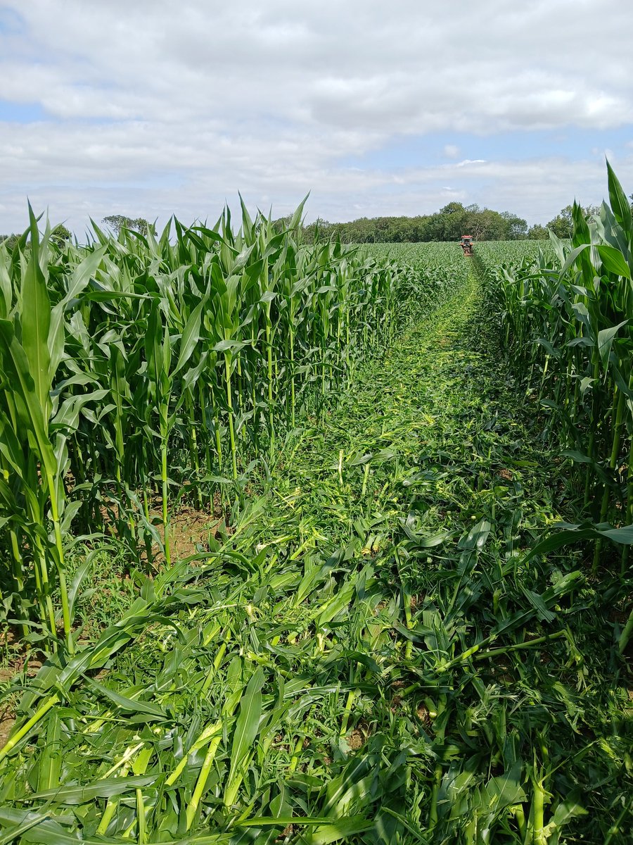 Aujourd'hui on dégomme volontairement les maïs qui sont dans les passages d'irrigation pour pouvoir passer 🚜💦

Sachant que si l'été est aussi pourri que le printemps on risque de ne pas s'en servir 😅