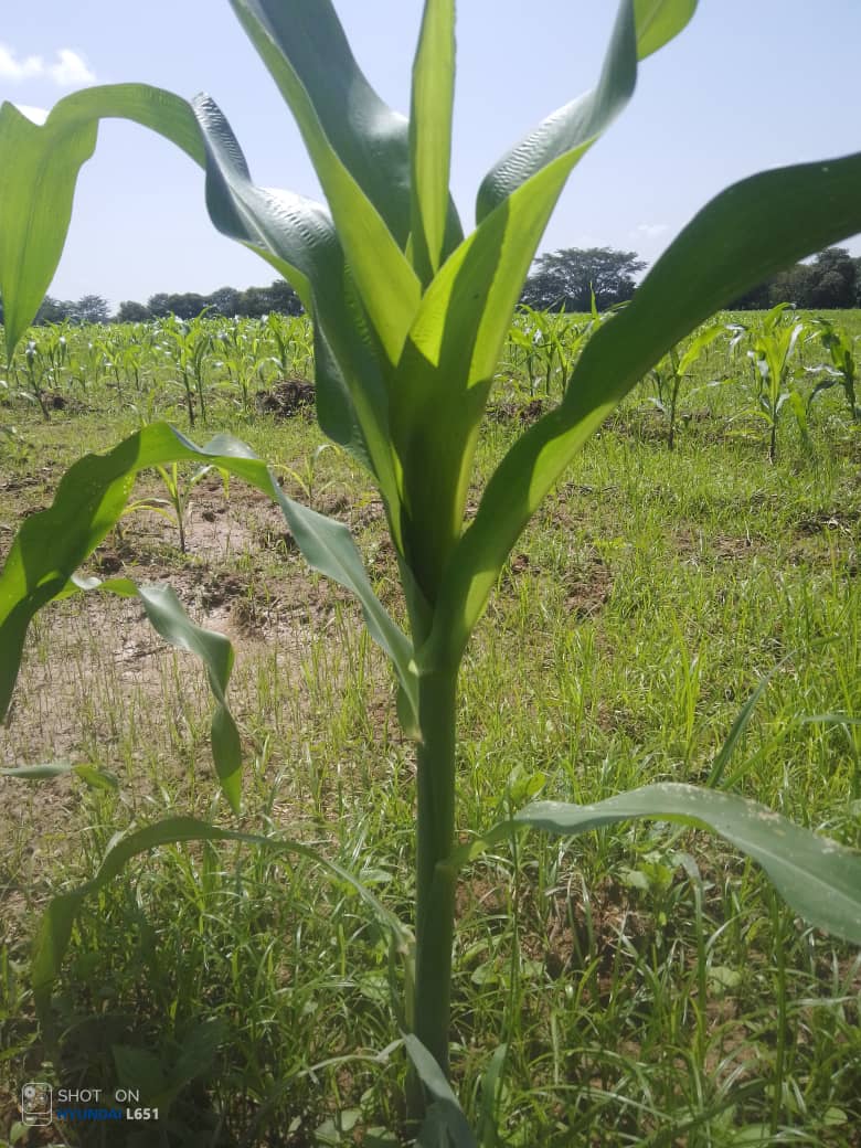 Maíz de 30 días. No abandonamos la producción. #SimulacroMaquinariaPerfecta