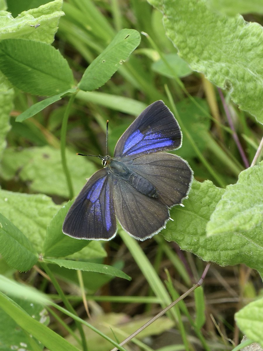 All purple insects for Neil and I at Knepp, today.