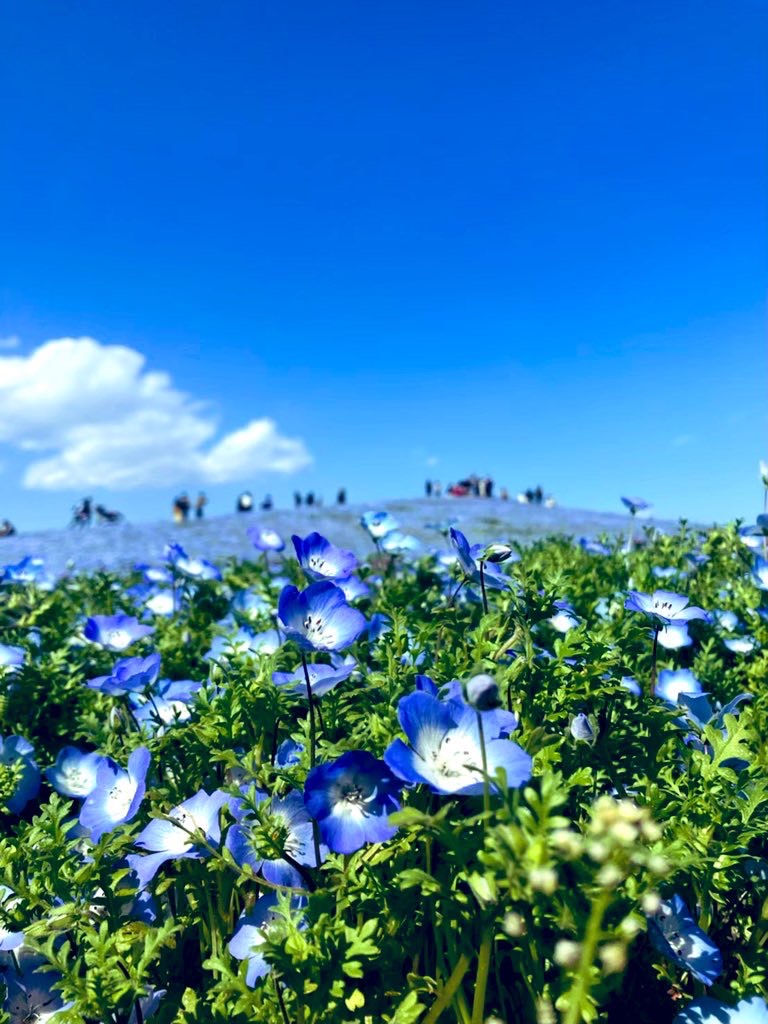 おはようございます☀
今日から色々投稿始めようと思います！
何から手を付けようか模索中ですが、ぜひ仲良くしてください😊

写真は、先日撮影したネモフィラです🙌
本日もよろしくお願いいたします(^^♪

#フォロバ100
#相互フォロー