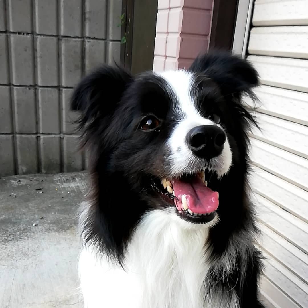 boturitter's tweet photo. 12:13 Surprise Dog
This dog is so happy to see you, he's wagging his tail so hard he's about to take off! #dog #happy #waggingtail #cute #funny #lovemydog https://t.co/FKY8YLHT7s