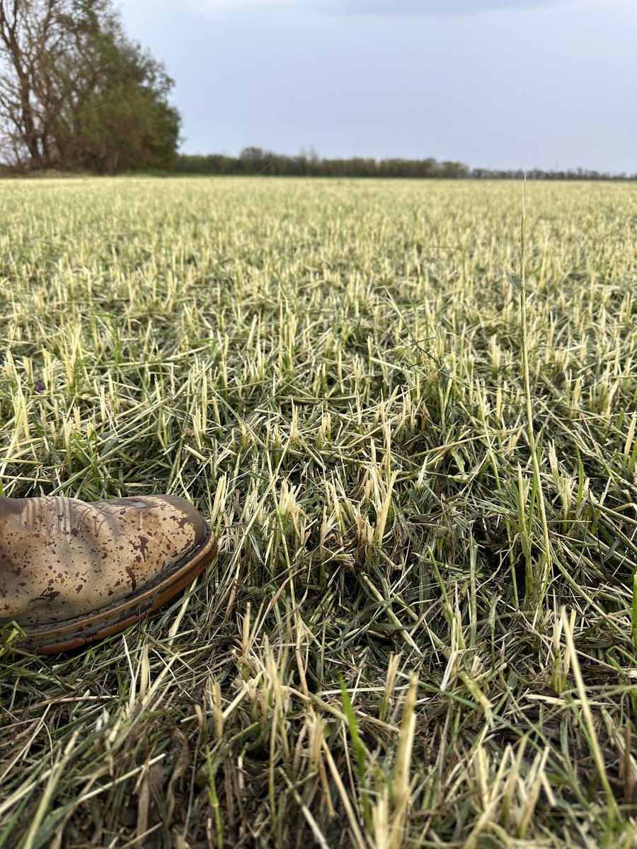 Chad Michael tweet media