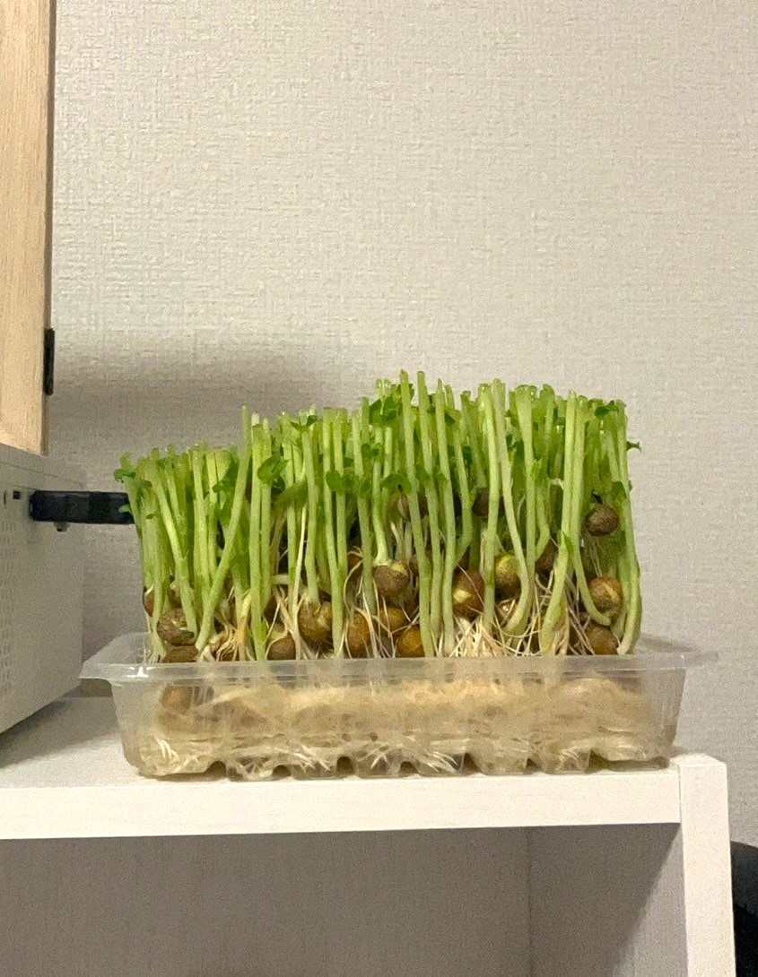 おはようございます☀
家にいるときは自炊するようにしておりまして、
最近はじめて豆苗の二次収穫を試みてみました…！
どれくらいで育つか、今からわくわくです😊

本日もよろしくお願いいたします✨

#フォロバ100
#相互フォロー