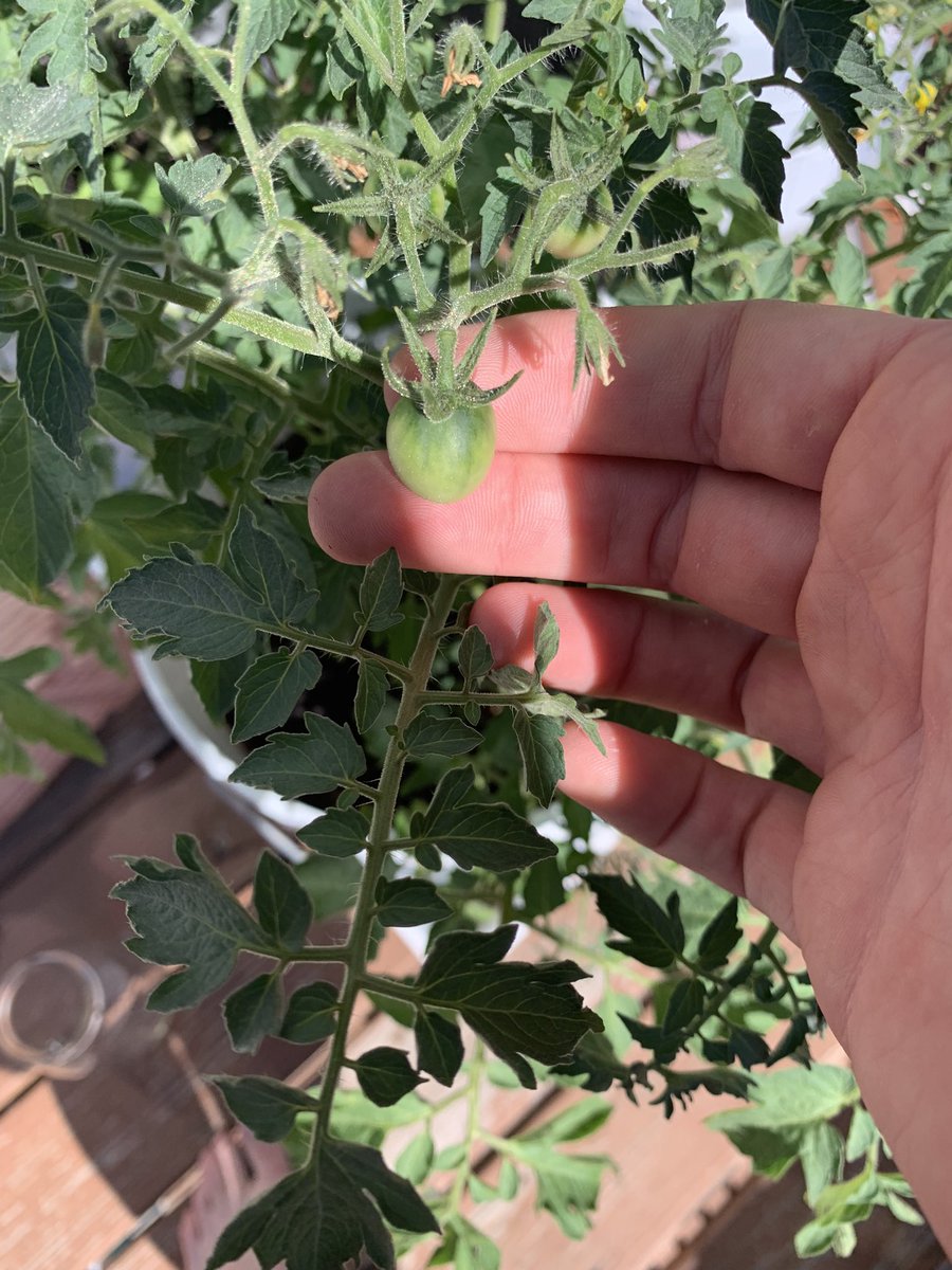 reverse_mail's tweet image. I am proud of my tomatoes but my dad’s are better. I stand on the shoulders of giants