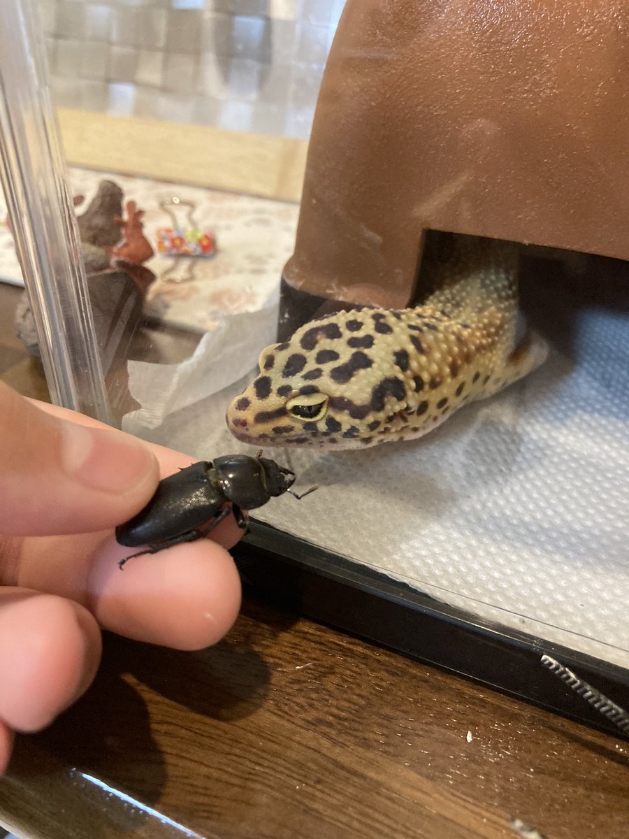 kei5_100's tweet photo. 投稿遅れました
成田(クワガタ)とれお(レオパードゲッコー)
成田は死んでませんよpart32
#コクワガタ
#レオパードゲッコー
#ヒョウモントカゲモドキ
#成田
#れお
#part32 https://t.co/tXp37QAxFp