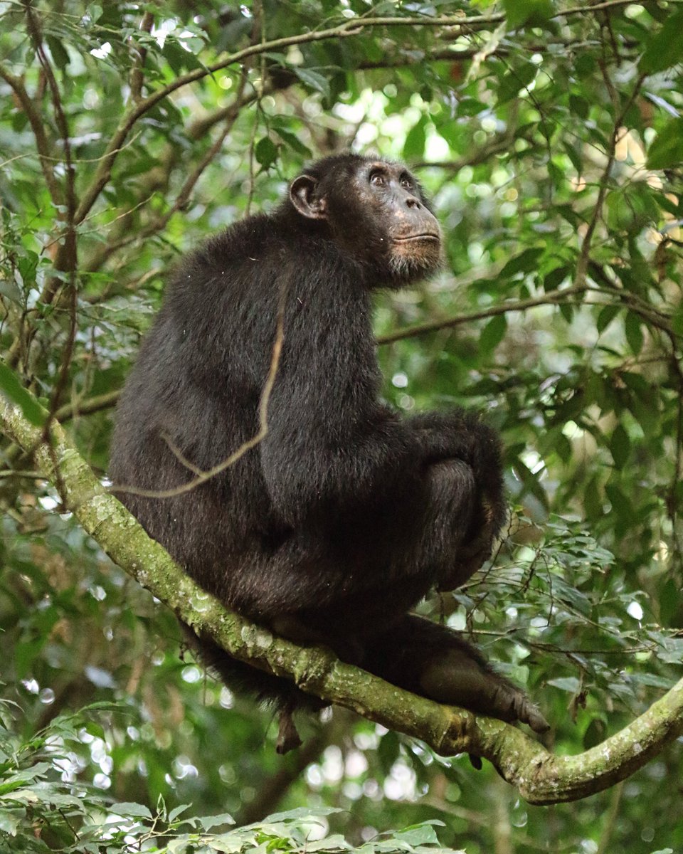 Just chilling with the boys (after they force marched me straight off territory north on my last morning to have a little verbal spat with the neighbours b/c I guess I hadn’t done enough hiking with them this trip 🙄)

#teamWaibira #gonechimping #whiskychimps <a href="/BudongoChimps/">BCFS</a>