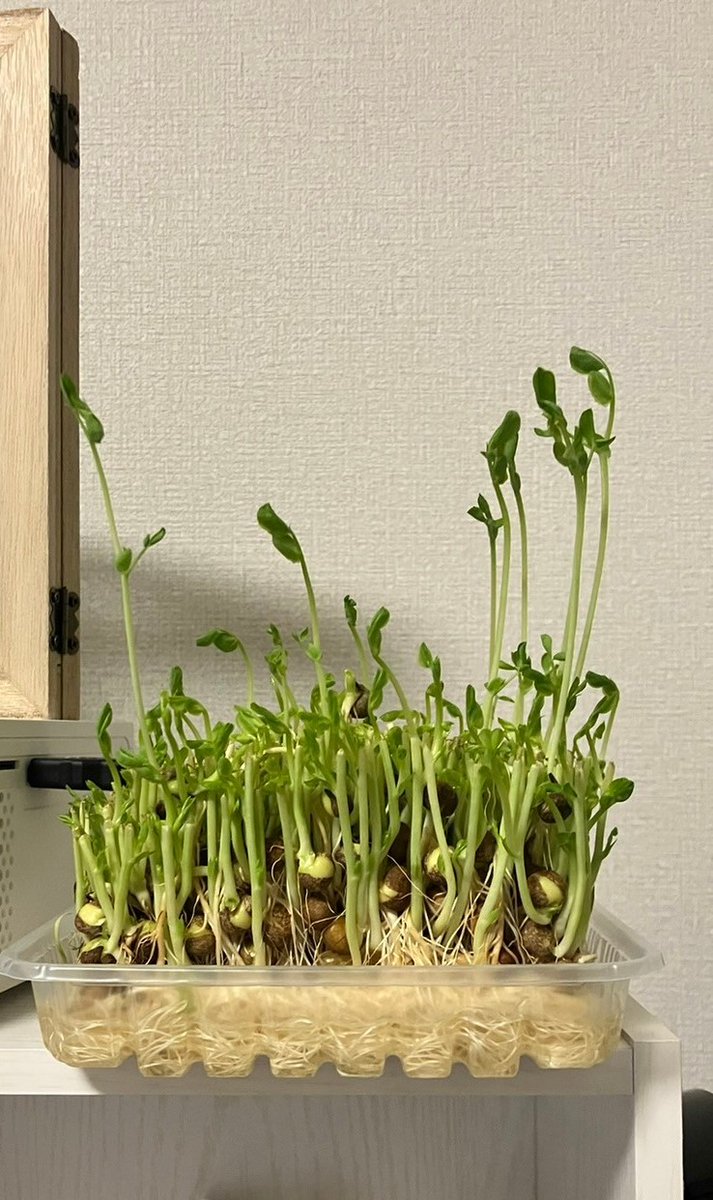 おはようございます☀
豆苗が大きくなってきました✨
想像より早く大きくなっていて嬉しい(^^)
今日は良い日になりそうだー！

本日もよろしくお願いいたします😊

#フォロバ100
#相互フォロー