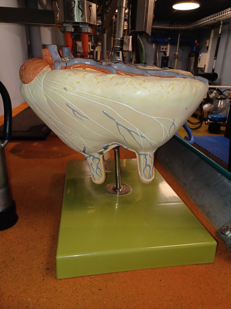 Passage par le MelkForum Suisse ce matin. Un centre de formation #traite, pour les contrôleurs et les techniciens de concession. Toujours intéressant de voir ce qui se passe chez nos voisins et d'échanger avec eux 😀👍 <a href="/InstitutElevage/">Institut de l'élevage - Idele</a> #melkforum