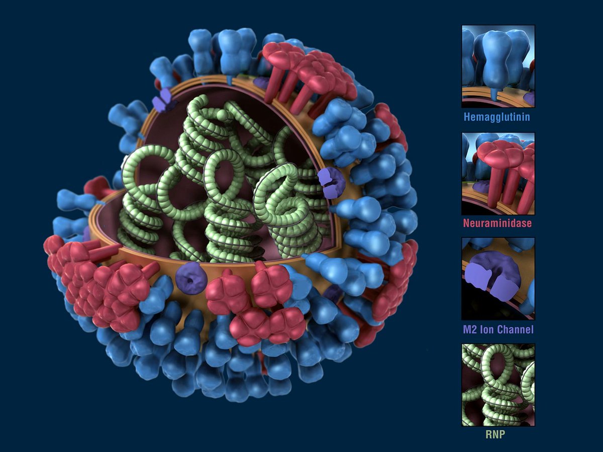 HIPC (@hipcproject) on Twitter photo Our collaborators <a href="/skleinstein/">Steven Kleinstein 🖥</a> Kenneth Hoehn + <a href="/florian_krammer/">Florian Krammer</a> studied germinal centers to unpack more about reaction to #influenza #vaccine and B cells.
Study with team of authors published online from <a href="/JExpMed/">Journal of Experimental Medicine</a>
pubmed.ncbi.nlm.nih.gov/38935072/ Our collaborators <a href="/skleinstein/">Steven Kleinstein 🖥</a> Kenneth Hoehn + <a href="/florian_krammer/">Florian Krammer</a> studied germinal centers to unpack more about reaction to #influenza #vaccine and B cells.
Study with team of authors published online from <a href="/JExpMed/">Journal of Experimental Medicine</a>
pubmed.ncbi.nlm.nih.gov/38935072/